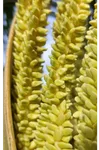 Close-up of golden coconut palm blossom clusters, the source of the sap