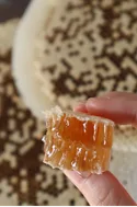 A hand holding a fresh piece of wild honeycomb dripping with honey