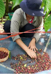 Farmer sorting freshly picked Chumphon robusta coffee cherries by hand