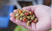 A handful of ripe and unripe robusta coffee cherries