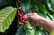Hand-picking ripe red robusta coffee cherries from the branch