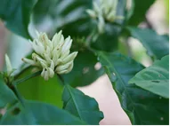 Robusta coffee blossoms flowering on the branch