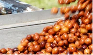 Ripe red robusta cherries being poured out for sorting