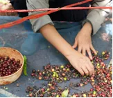 A hand holding a mix of ripe and unripe robusta cherries