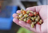 Roasted robusta coffee beans inside the roasting drum