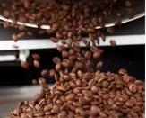 Freshly roasted coffee beans tumbling out of the roaster