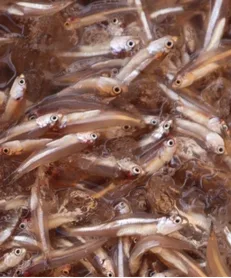 Fresh small catch from local fishermen