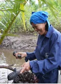 Jak Jai Group member harvesting nipa palm sap in the wetlands